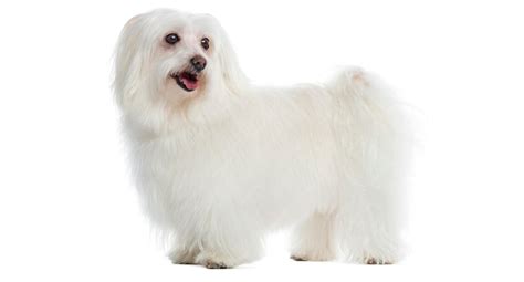 All About Dogs | History, Breeds, Fun Facts, Lifespan & More!