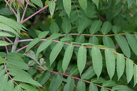 Sumac Tree Identification 的图像结果