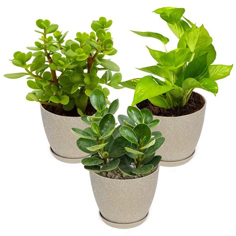 ABOUT SPACE Planter Pot - 6 Inch Plastic Flower Pots with Drain Hole ...
