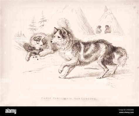 Vintage drawing of hare indian dog hi-res stock photography and images ...