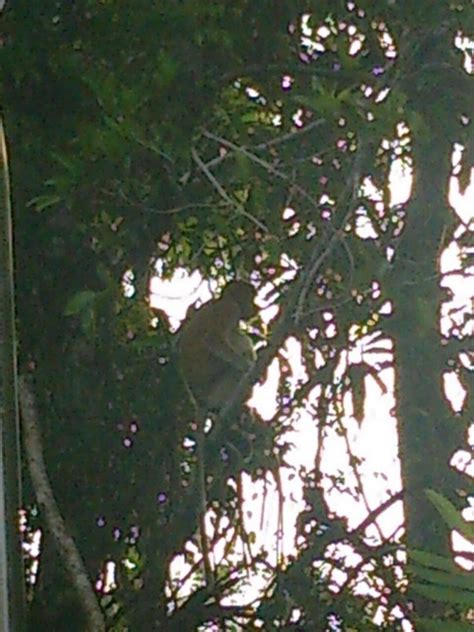 BORNEO PROBOSCIS RIVER LODGE (Beaufort) - Lodge Reviews & Photos ...