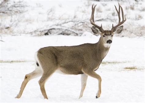 17 Facts About Mule - Facts.net