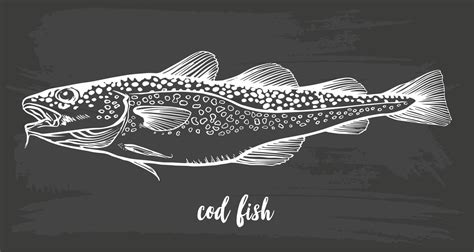 Chalk sketch of cod fish, Gadus morhua, on blackboard background. Hand ...