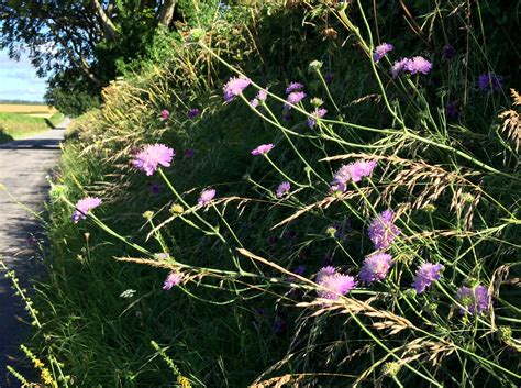 Reduced mowing of road verges could see wildflowers bloom | The ...