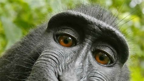Monkey named 'Person of the Year' in Indonesia? Guess why!