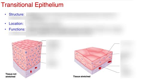 Image result for Transitional Epithelial Cells