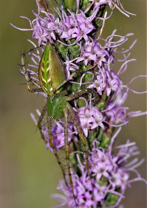 Green Lynx Spider, Predator & Mother - GoingGreen