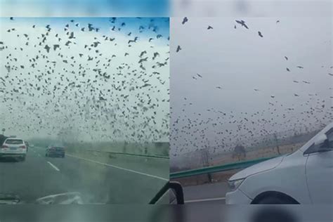 南京高速出现大量飞鸟聚集？疑为地震前兆？官方回应