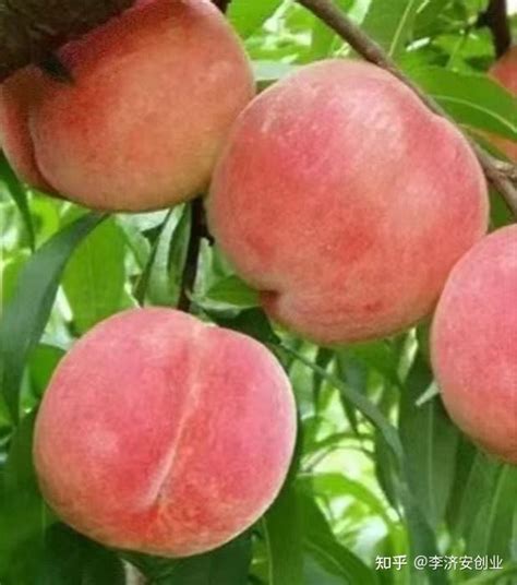 创业一招鲜：农创客卖桃子，用上了“数字创业学”的办法 - 知乎