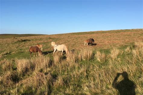 Amanda Whitehead - Conwy | Tripadvisor