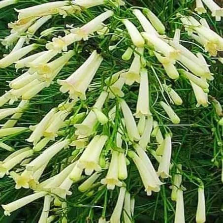 Russelia Equisetiformis, Fire Cracker Plant, Fire Cracker Coral (Yellow ...