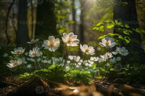 Beautiful white flowers of anemones in spring in a forest close up in ...