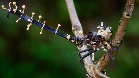 How Does The Zombie Fungus Work at Valeria Sturm blog