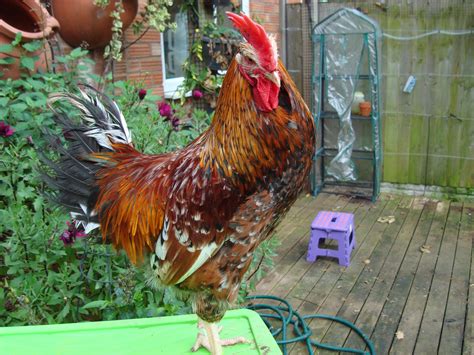 Swedish Flower Hen - Hedgerow Henporium for Garden Chickens