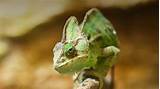 Chameleon | San Diego Zoo Animals & Plants