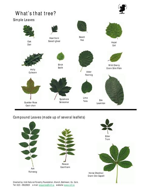 Image result for Tree Identification Guide With