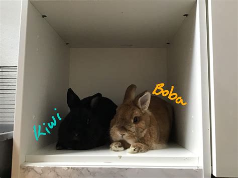 Bunny behaviors : r/Rabbits