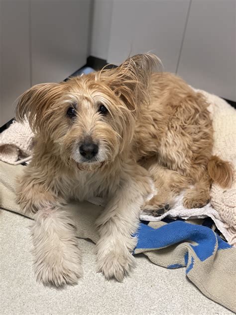 Pet Gallery Broad River Animal Hospital