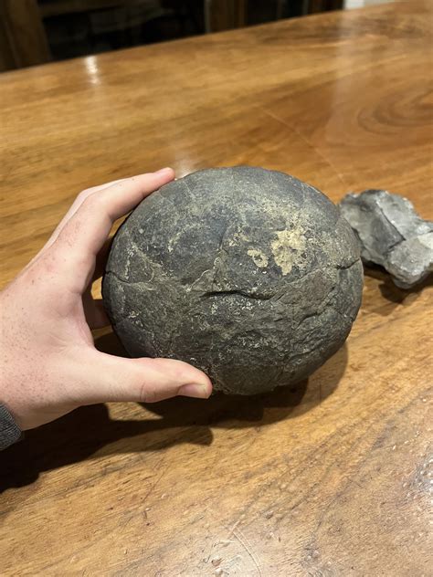 Need help identifying this rock looks like a giant egg sounds hollow : r/fossils
