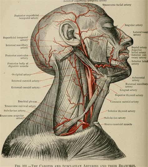 Veins And Arteries Of The Head And Neck