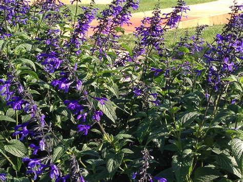 Black And Blue Salvias at Christine Winona blog