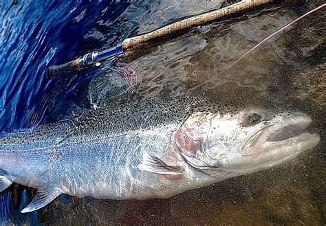 Walleye bite is on, weather favors trout runs: NE Ohio fishing report ...
