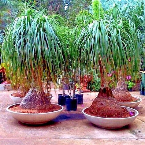 Ponytail Palm Tree Seeds Beaucarnea recurvata Elephant Foot Indoor ...