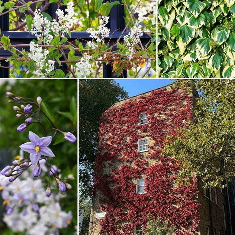 Fast Growing Climbers Collection – Roots Plants