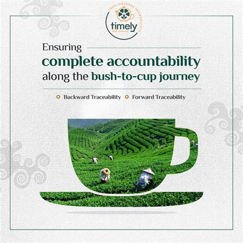 Timely Tea I Tea Wholesale and Retail Supplier
