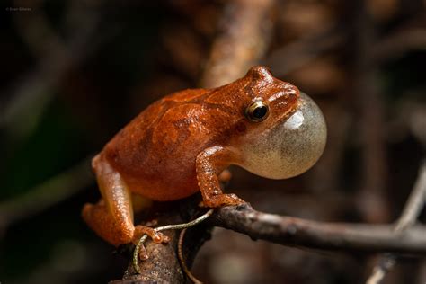 Image result for Spring Peeper Sound