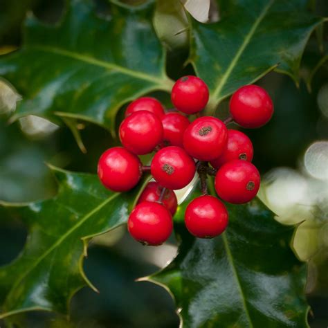 Our Essential Guide to Decorative Winter Berries (Plus A Few Imposters ...