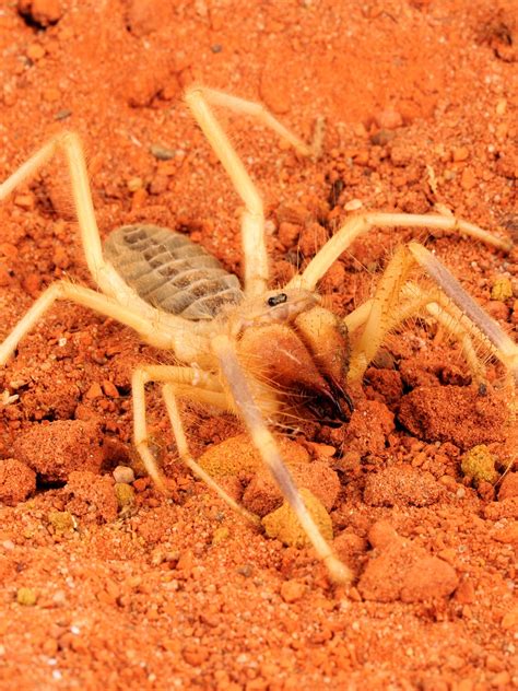 Large Wolf Spider Size Comparison at Mario Wall blog