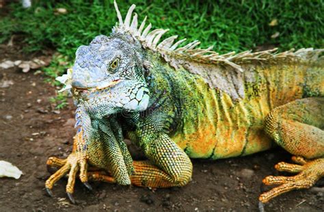 Iguana Attack 的图像结果