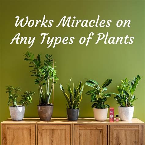 Miracle Lab Keiki Cloning Paste - Special Cytokinin Formula India | Ubuy