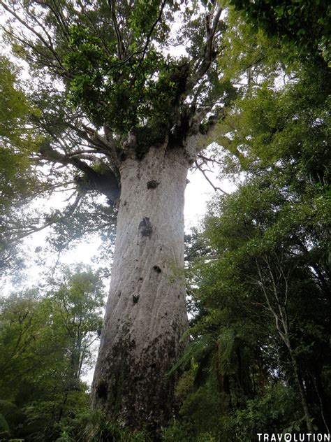 Image result for Biggest Kauri Tree
