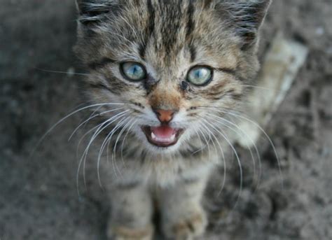 Fluid in the Lungs in Cats | PetMD