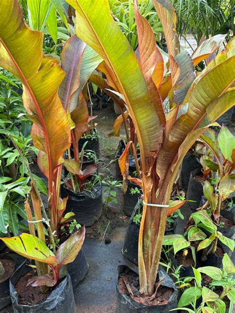 Abyssinian banana /'Maurelii' Rare Fruit Live Plant – Leafnstem.in