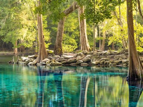 Image result for Little Devil Spring