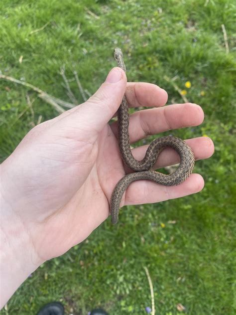Went to clean branches and limbs out of my backyard from storm a couple ...
