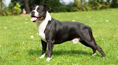 American Staffordshire Terrier Breed Profile — Top Dog Tips