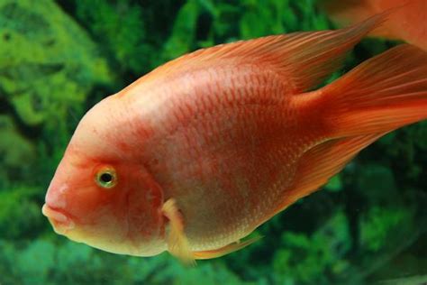 梦见红鱼是什么意思 女人梦到一条大红鱼在游有什么预兆 - 致富热