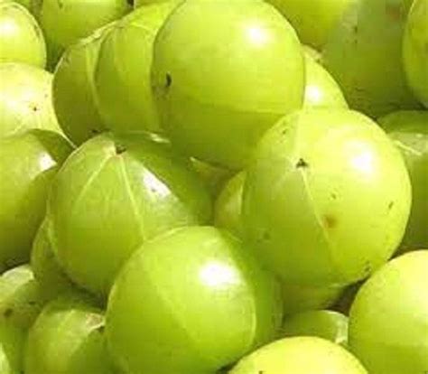 Sjeme Desi Gooseberry / Aamla Seed Seed Price in India - Buy Sjeme Desi ...