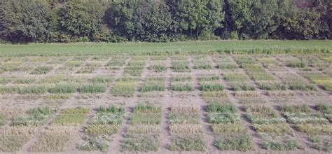 Intercropping Conservation Advantages Of Intercropping Over