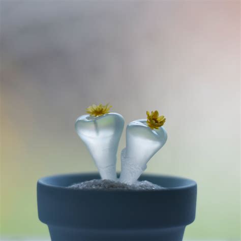 clear cactus (mini) | null plants (空白植物店）