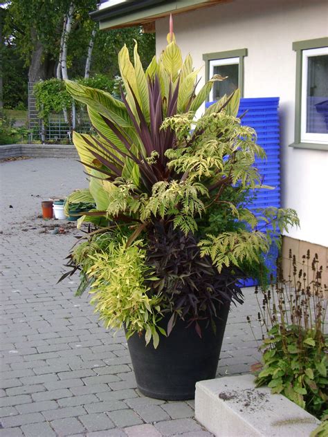 Best Evergreen Plants For Containers at Donald Altman blog