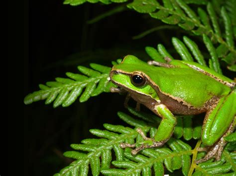 Tree Frog East Grinstead at Don Pursel blog