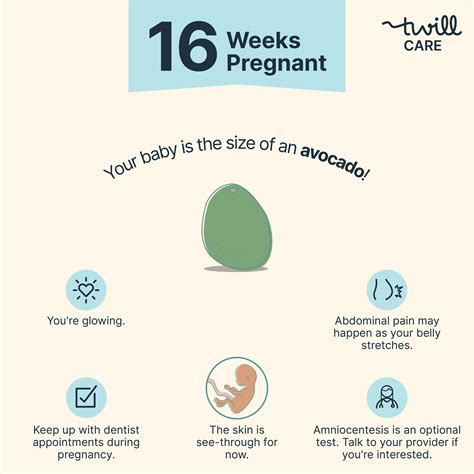 16 Weeks Pregnant | Pregnancy Week-by-Week - Twill Care