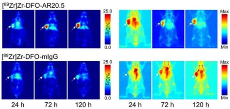 89Zr-Labeled AR20.5: A MUC1-Targeting ImmunoPET Probe