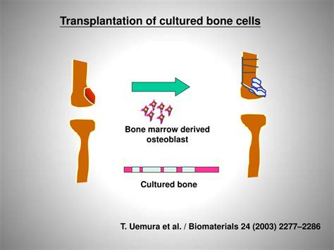 What Is Tissue Engineering 的图像结果