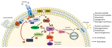 Amino Acid-Induced Impairment of Insulin Signaling and Involvement of G ...